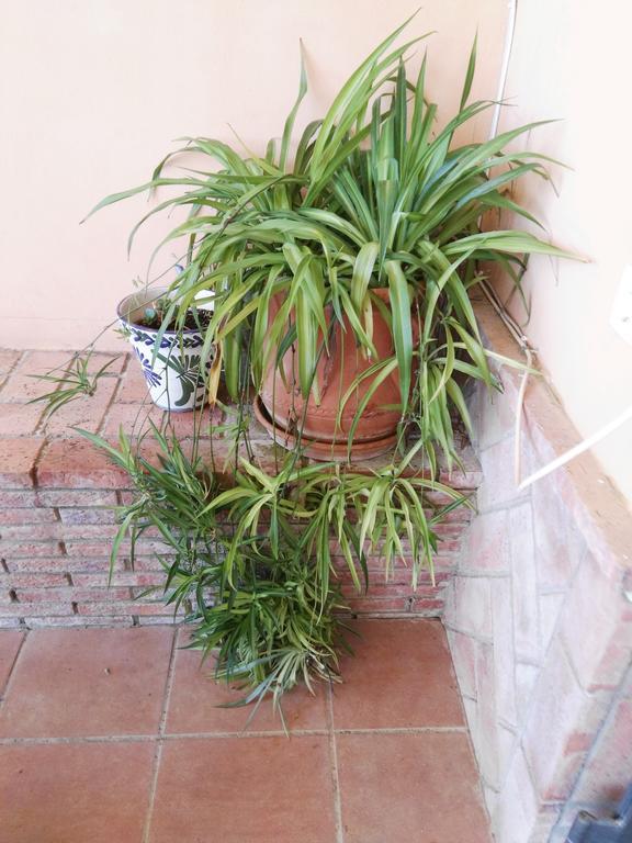 Casa Rural Oregano Carmona  Bagian luar foto